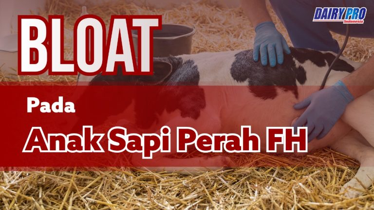 Deteksi Dini dan Penanganan Abomasal Bloat pada Pedet