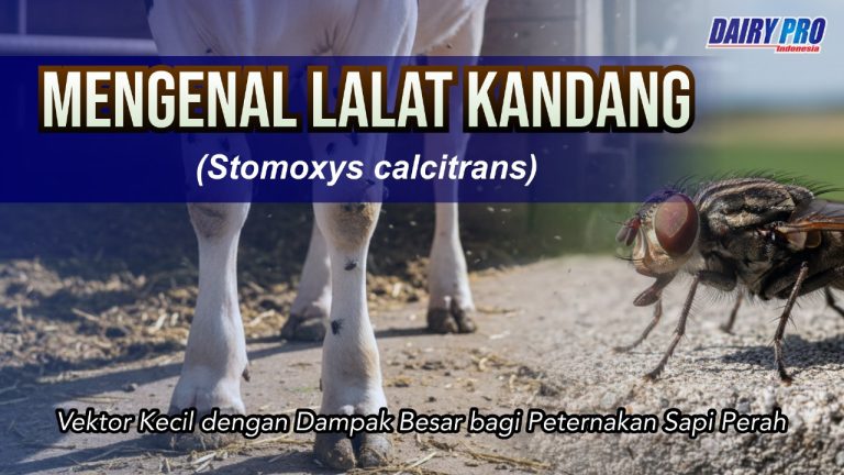 Mengenal Lalat Kandang (Stomoxys calcitrans)