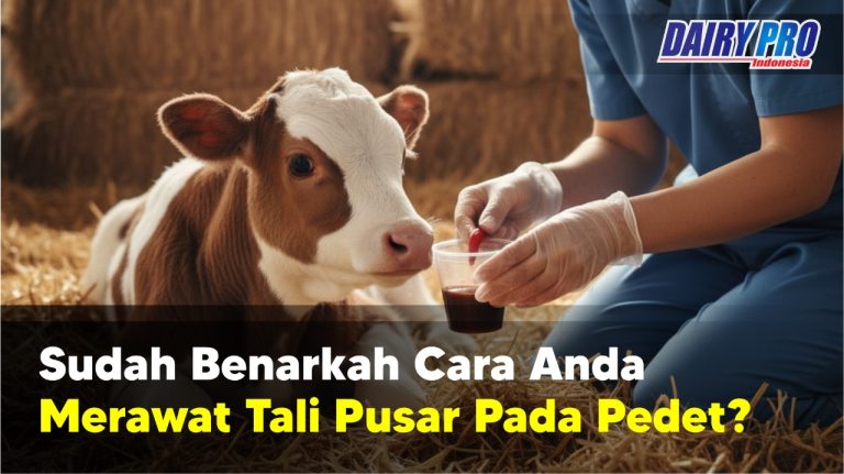 Sudah Benarkah Cara Anda Merawat Tali Pusar Pedet?