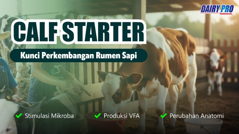 Calf Starter, Kunci Perkembangan Rumen Sapi