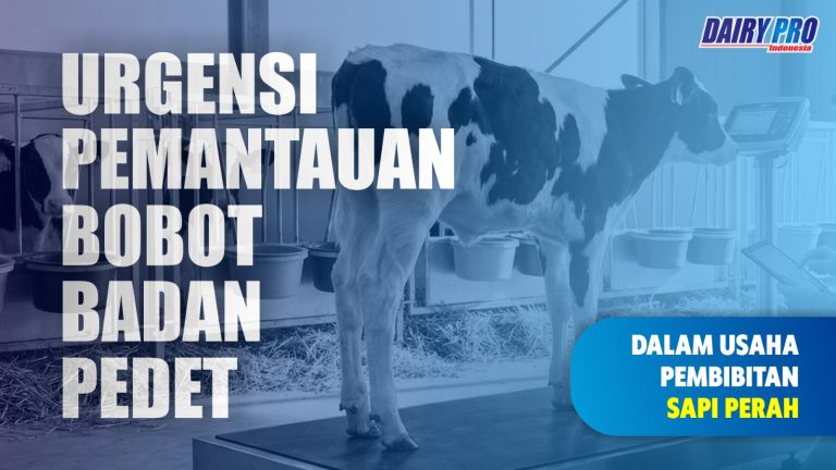 Urgensi Pemantauan Bobot Badan Pedet dalam Usaha Pembibitan Sapi Perah