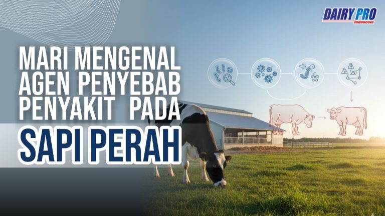 Mari Mengenal Agen Penyebab Penyakit pada Sapi Perah