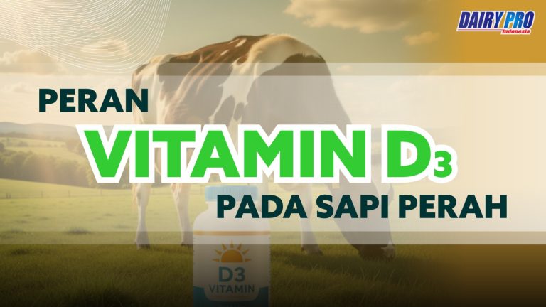 PERAN VITAMIN D3 PADA SAPI PERAH