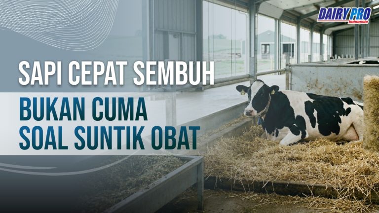 SAPI CEPAT SEMBUH BUKAN CUMA SOAL SUNTIK OBAT